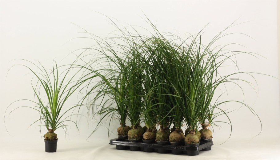 Нолина Рекурвата d9 h25