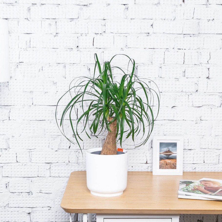 Драцена лаки бамбук в интерьере