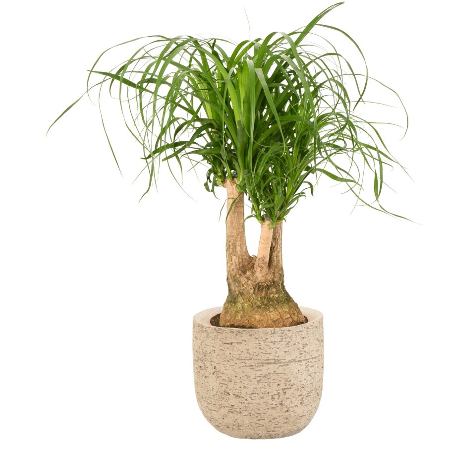 Нолина Гватемальская