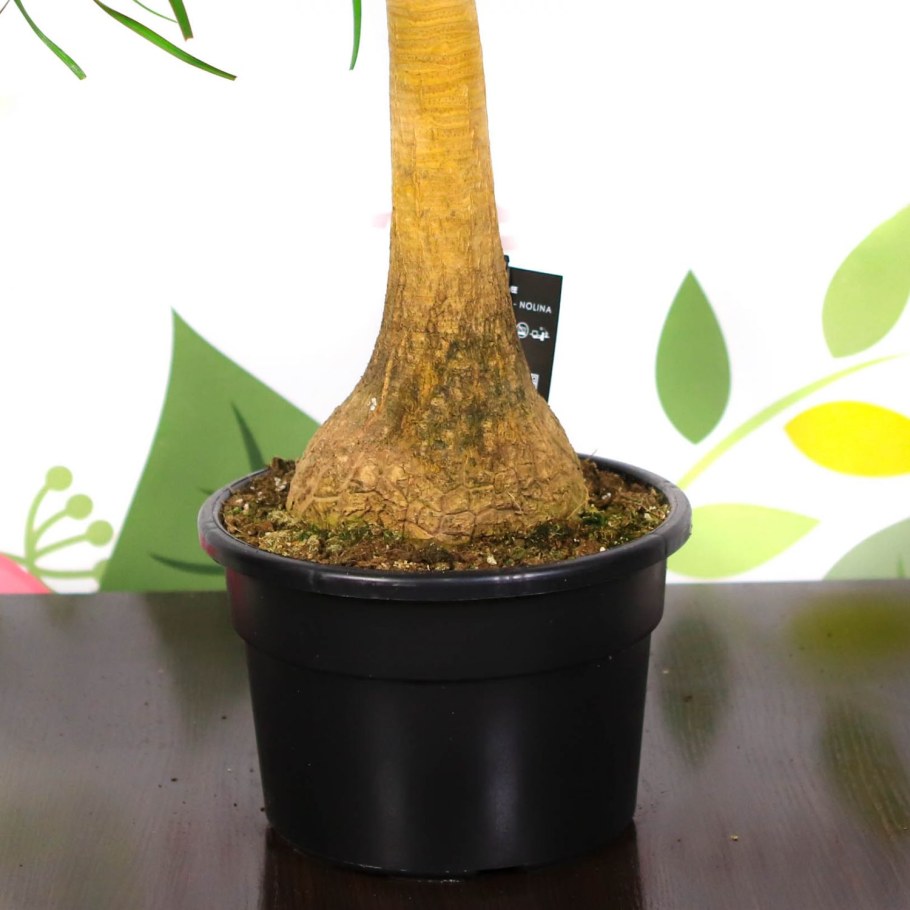 Адениум тайский сокотранум