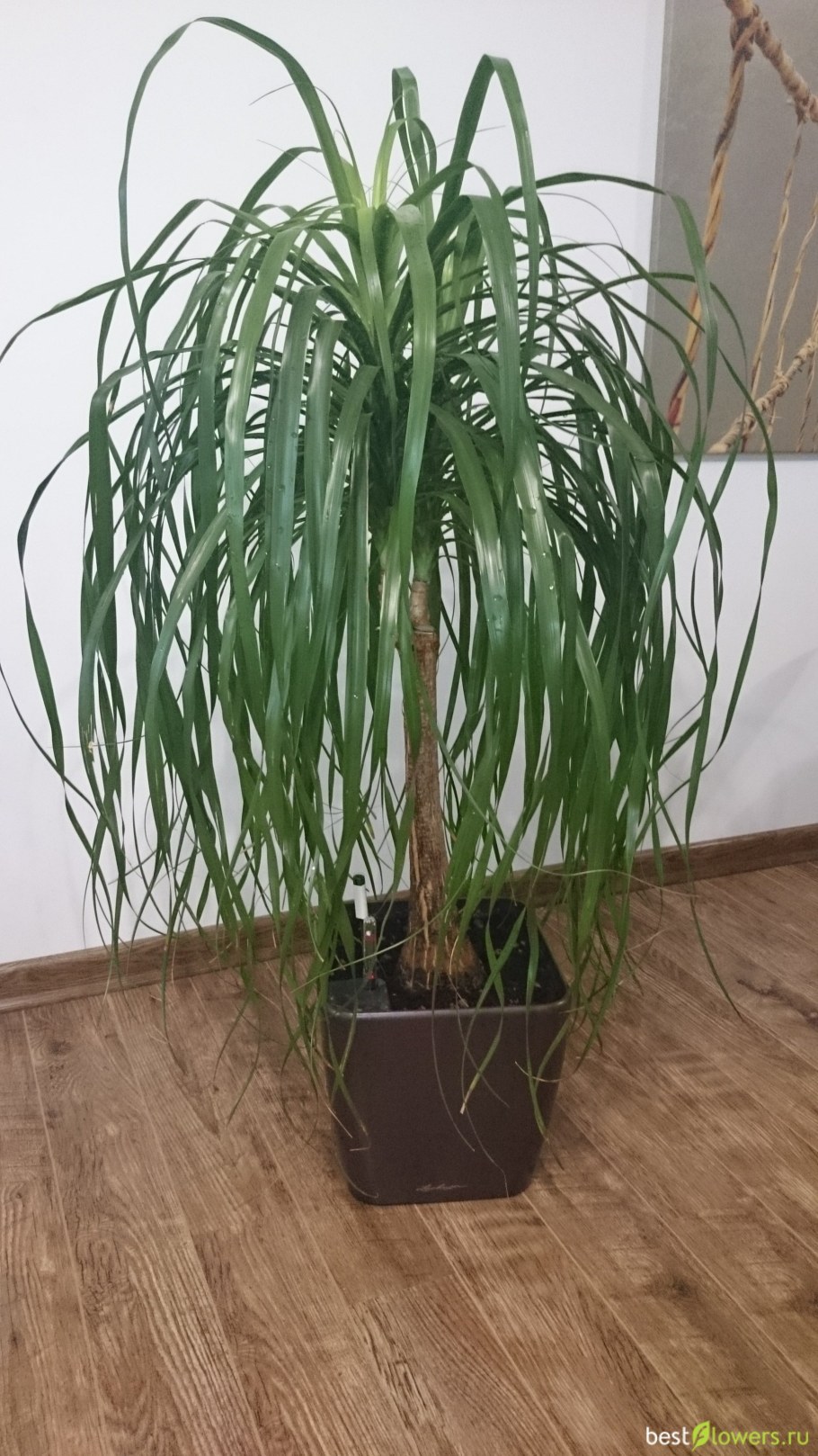 Нолина кучерявая