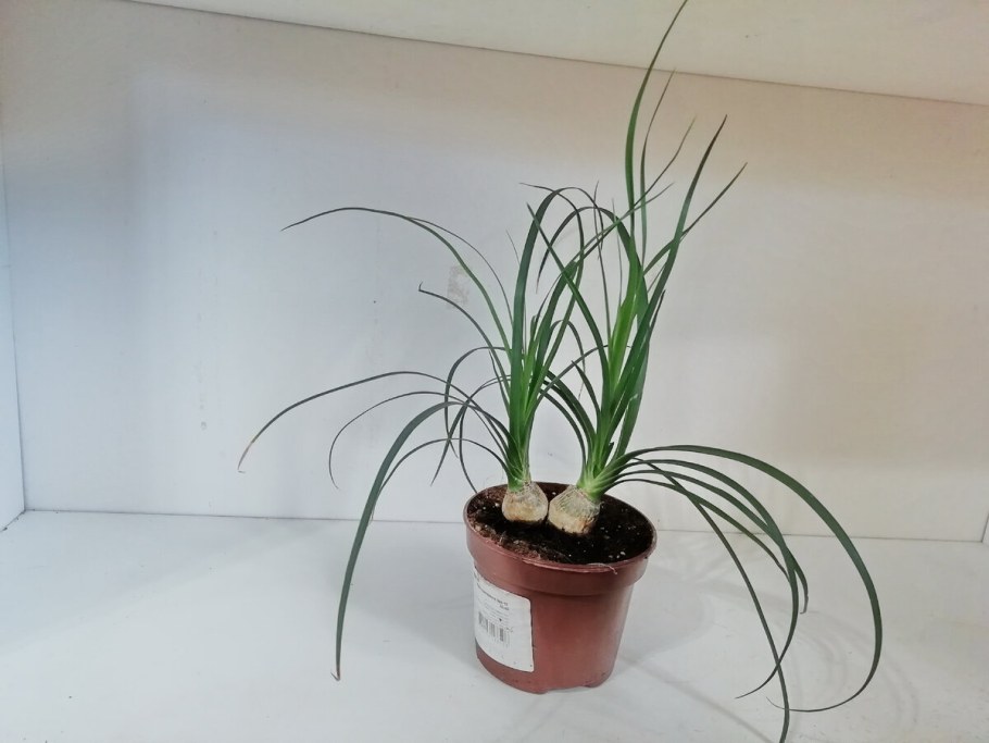 Нолина Бокарнея