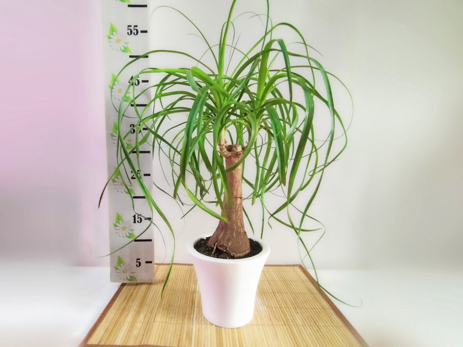 Бокарнея конский хвост