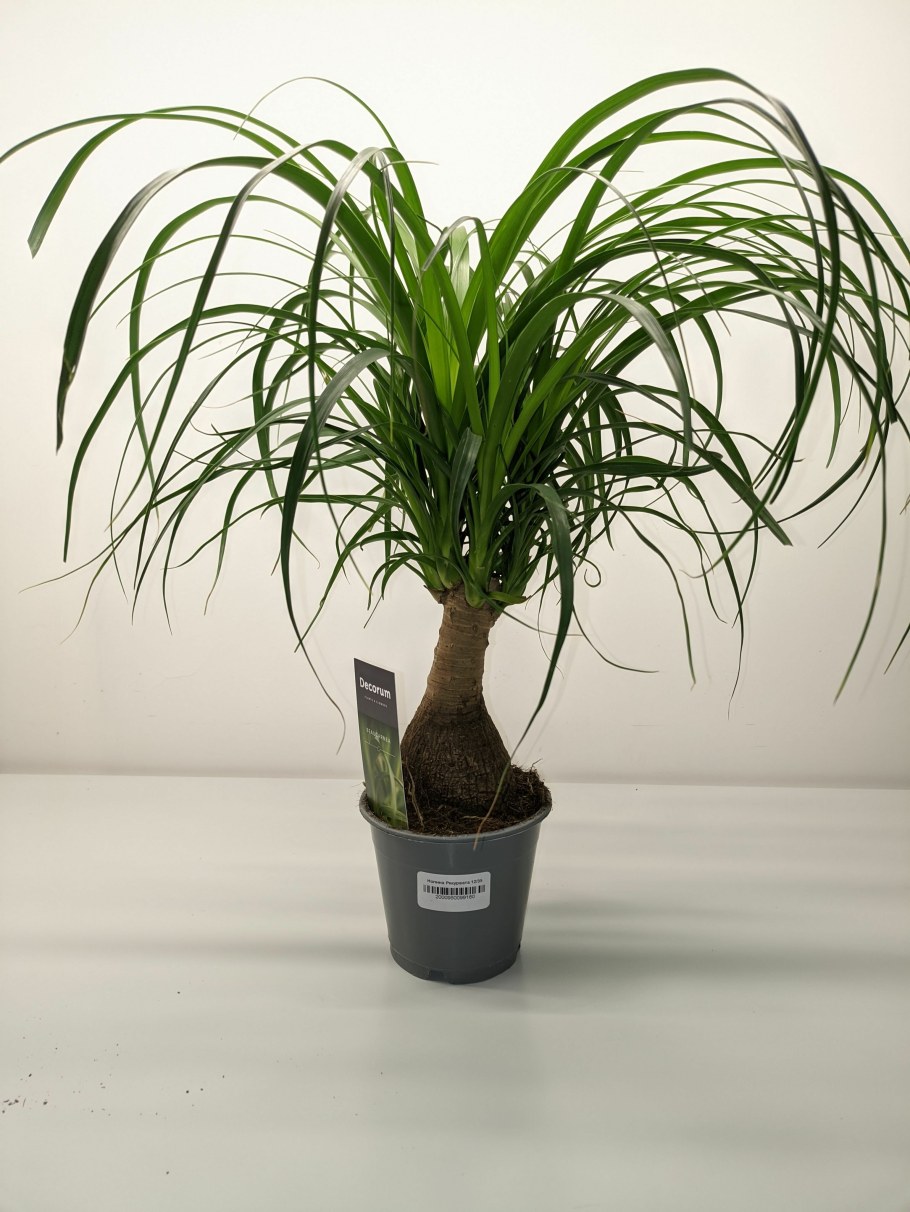 Нолина Рекурвата