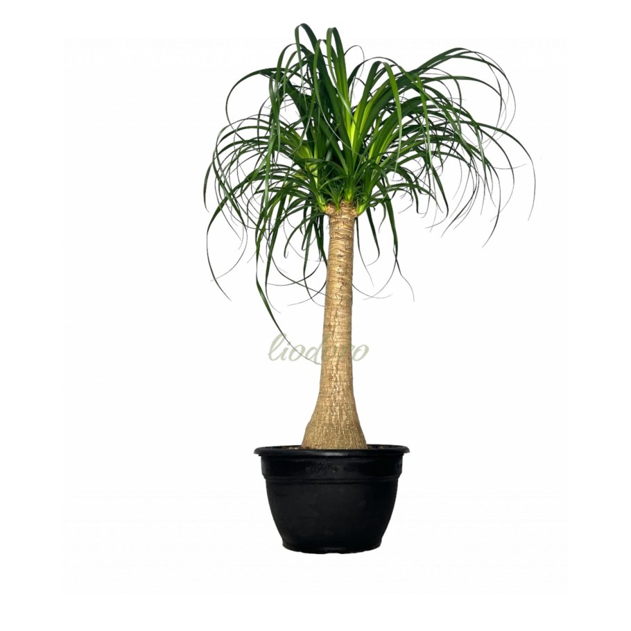 Нолина отогнутая