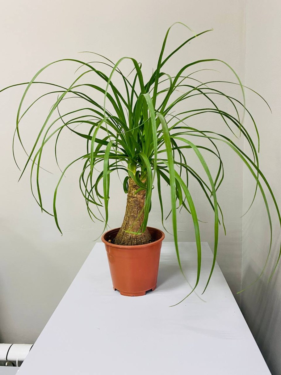 Нолина цветок Росток