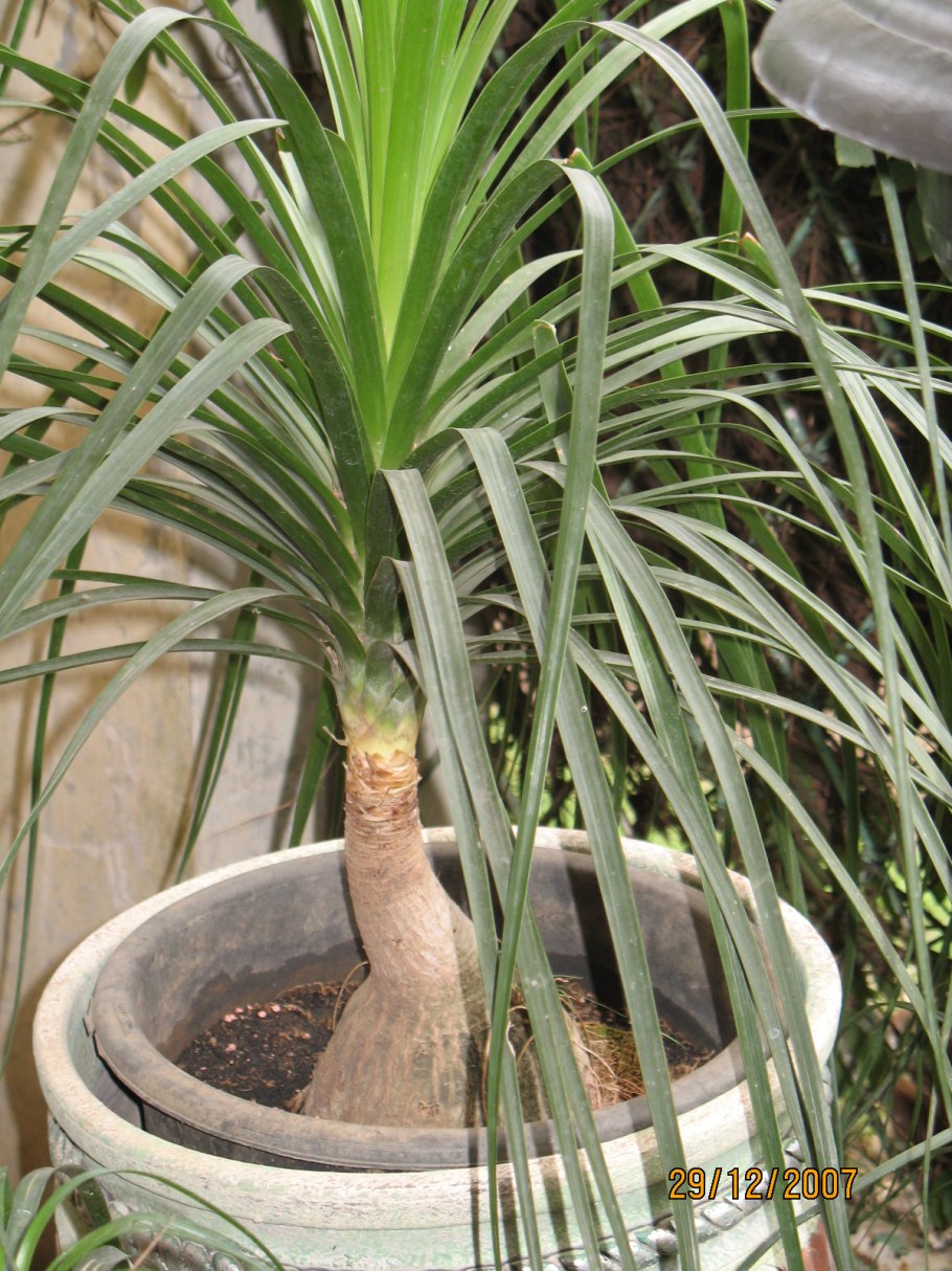 Нолина Кливия