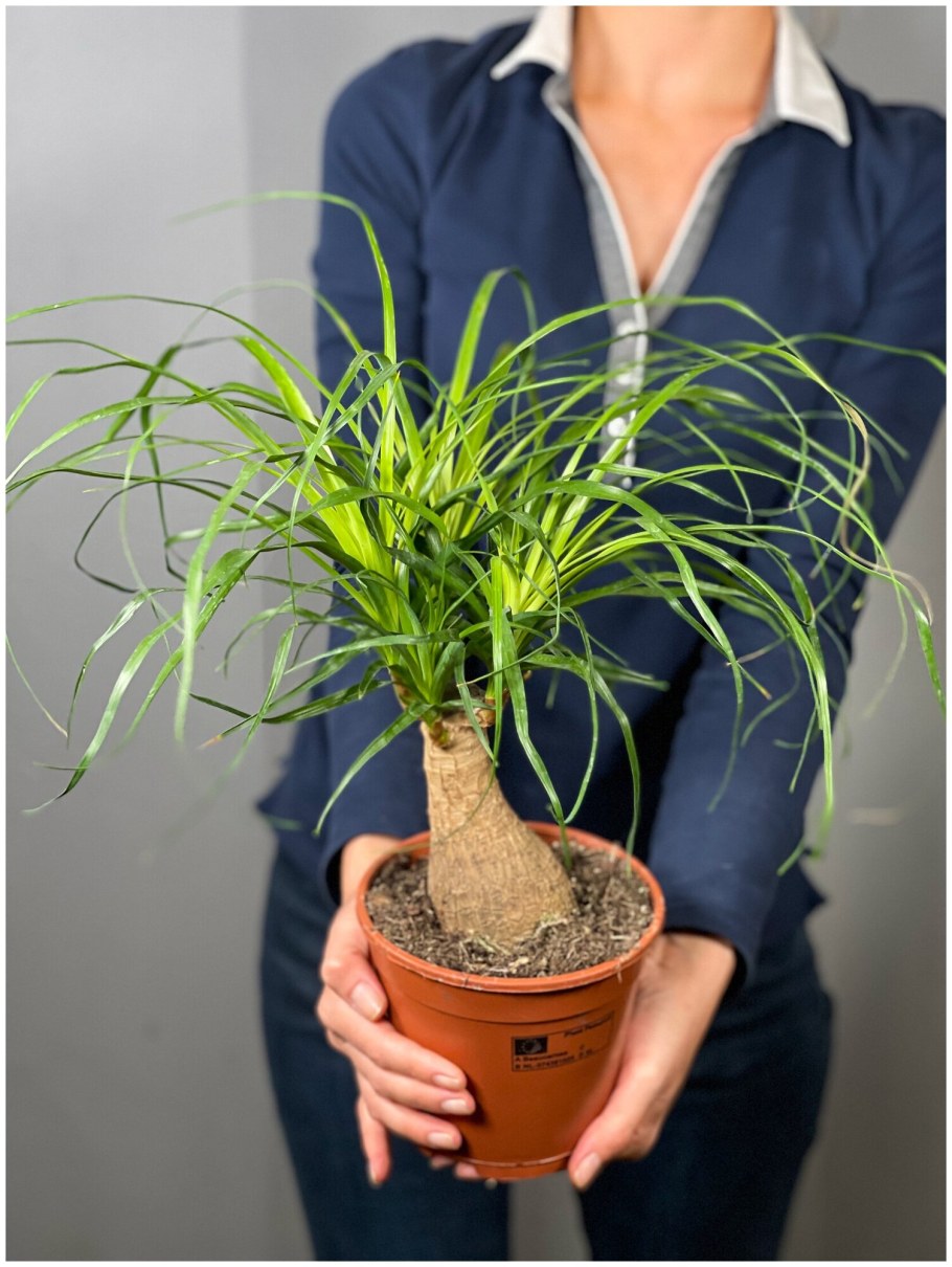 Нолина Бокарнея