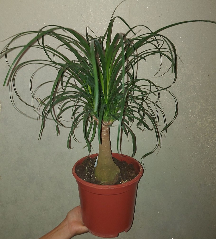 Нолина Beaucarnea recurvata 45см