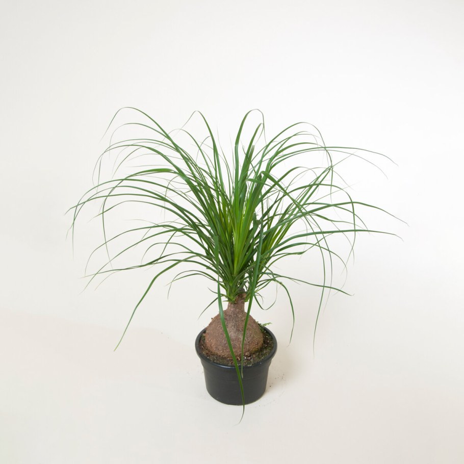 Нолина Рекурвата d12 h40