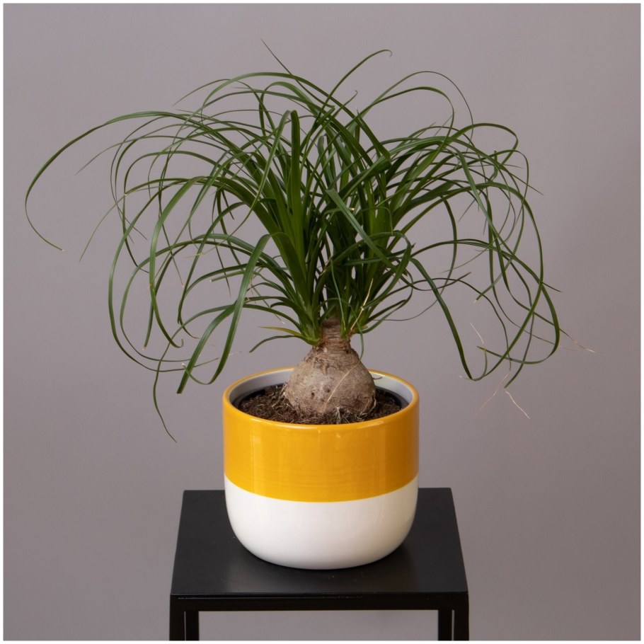 Нолина цветок