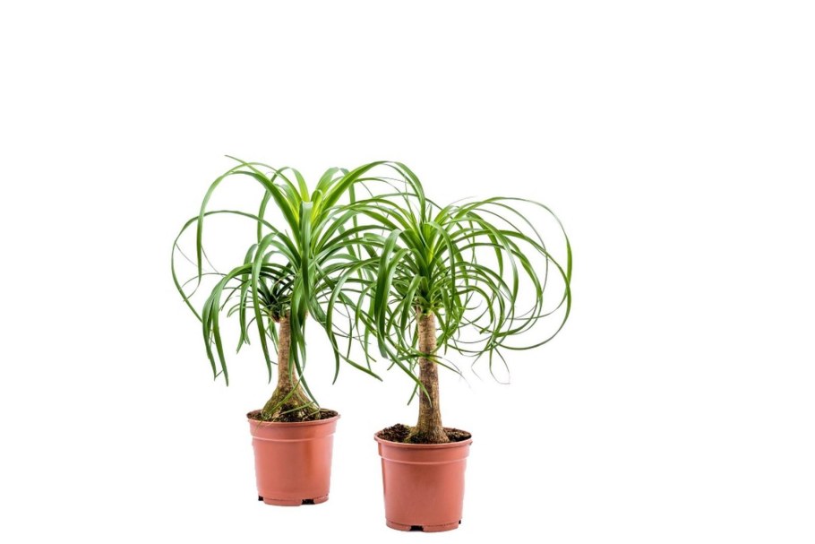 Цветок Нолина Бокарнея