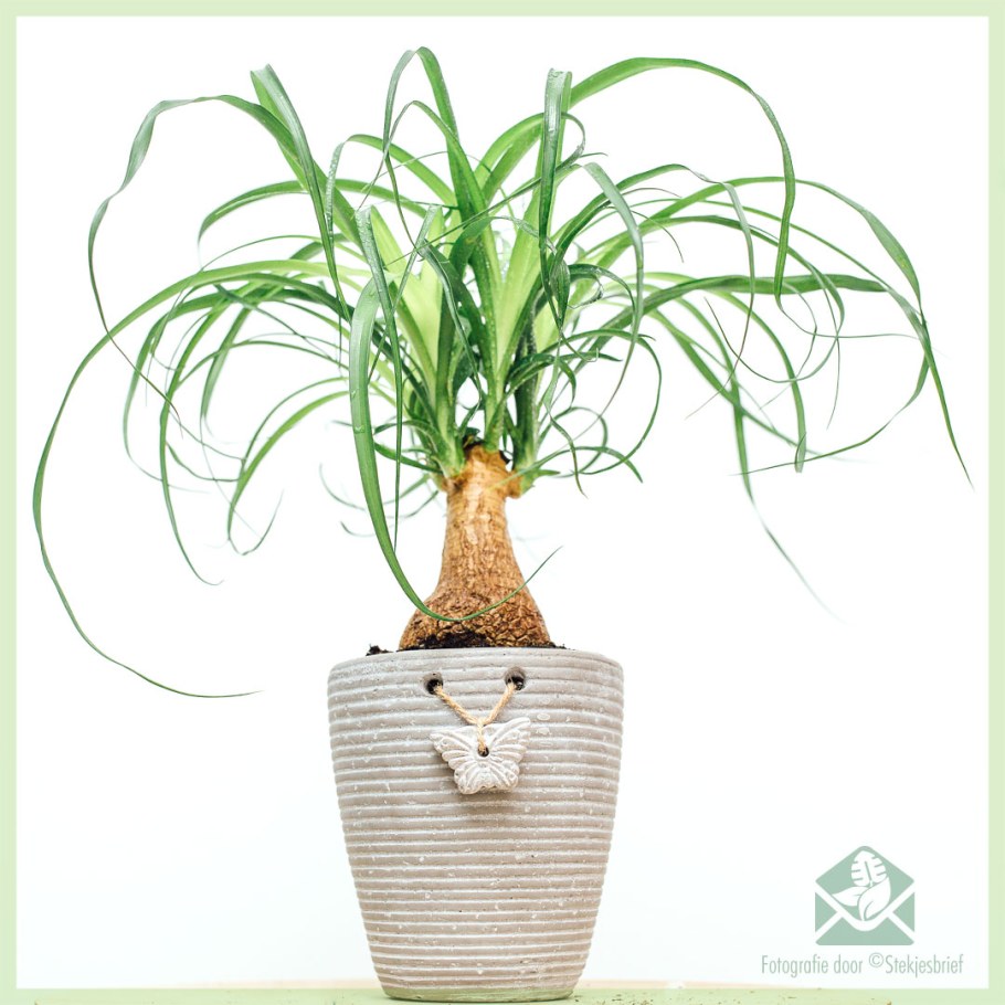 Детская комната с цветком Бокарнея