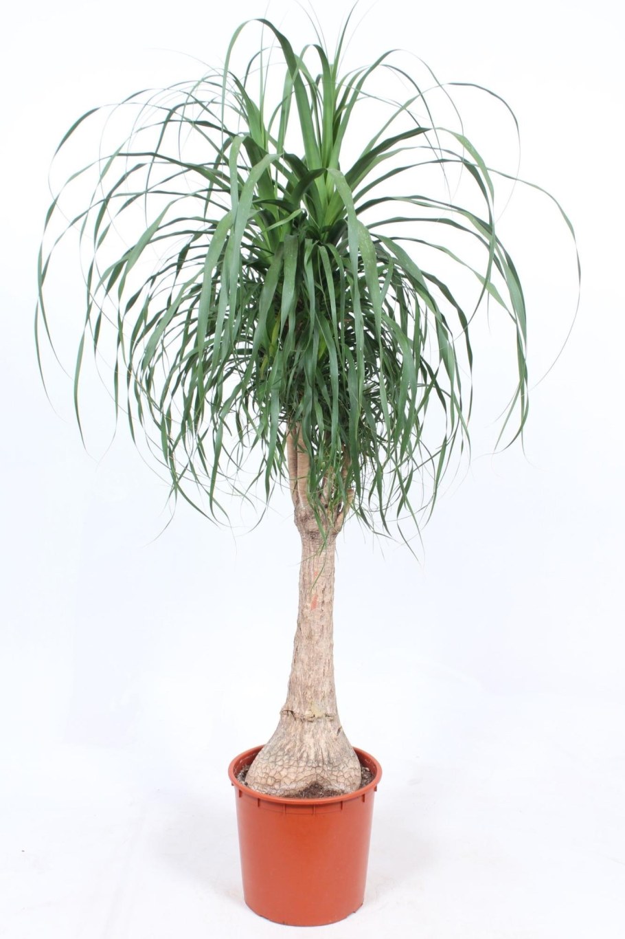 Нолина семена Алтая