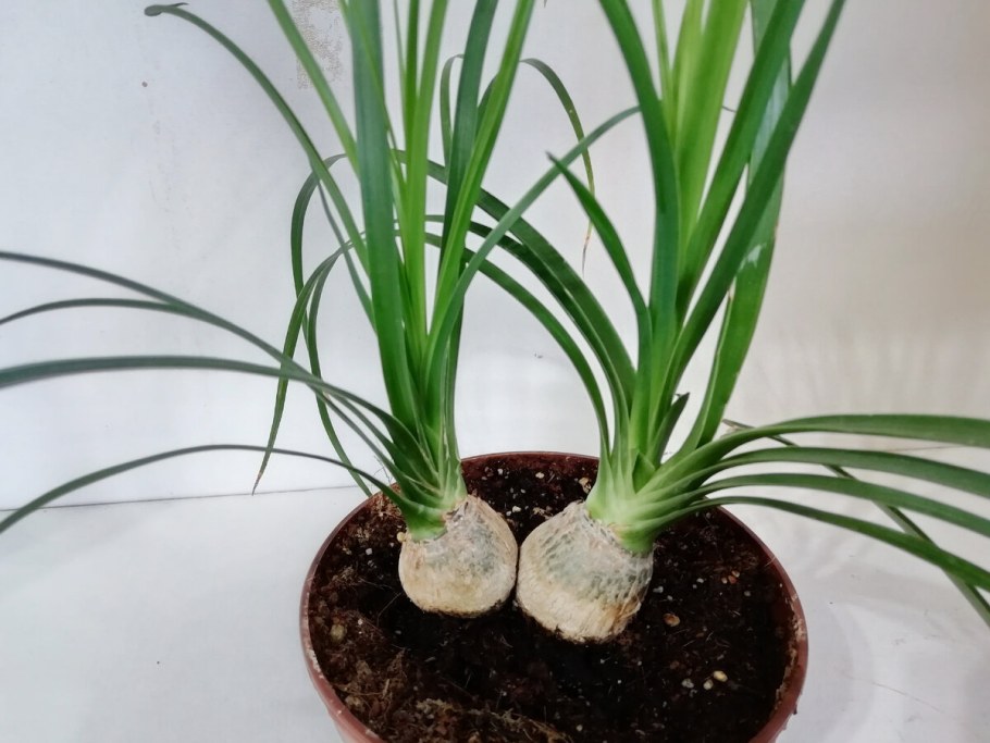 Цветок Нолина Бокарнея