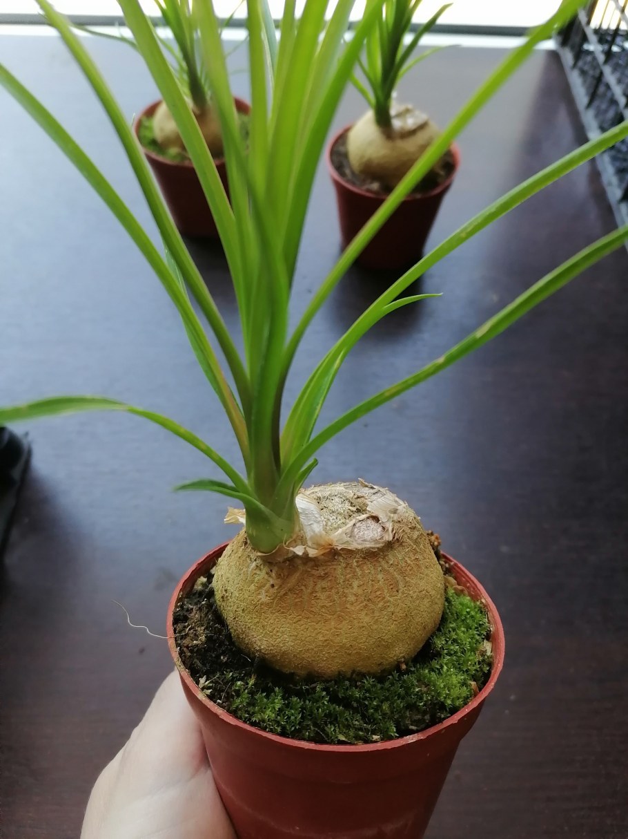 Нолина тройная