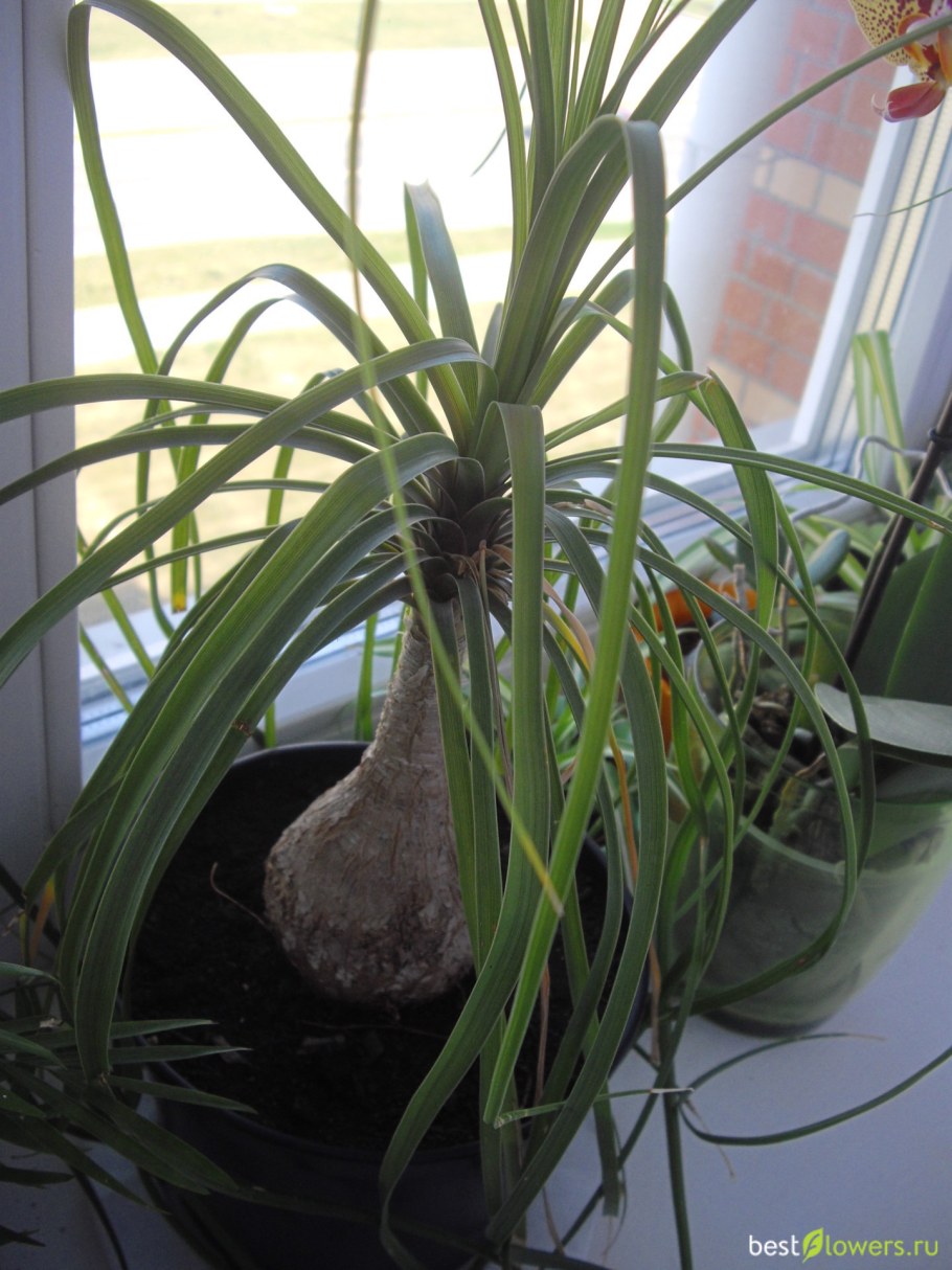 Нолина паутинный клещ