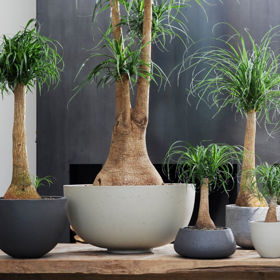 Нолина бутылочное дерево