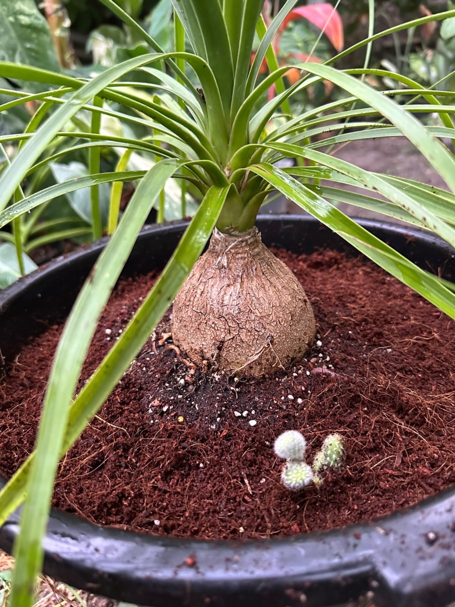 Нолина вариегатная