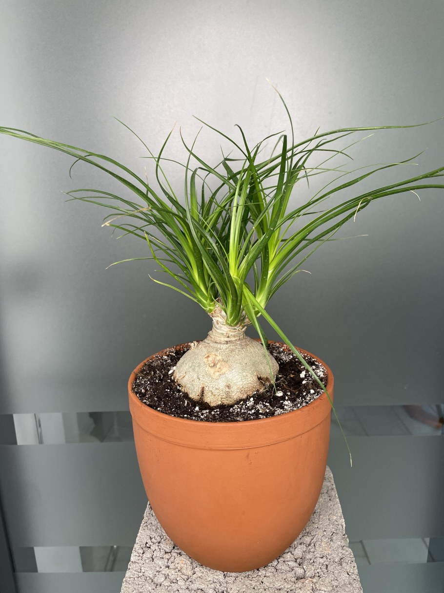 Нолина Бокарнея