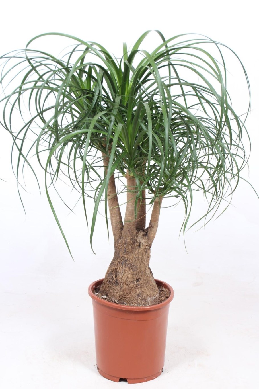 Нолина Рекурвата d30 h150