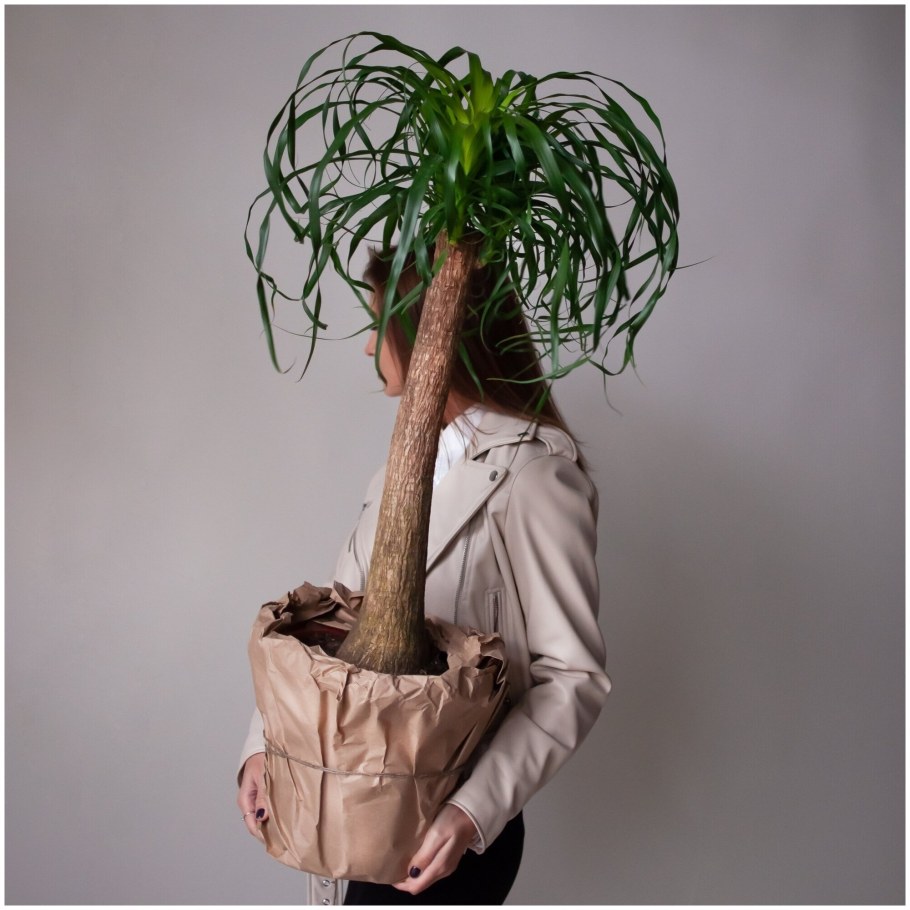 Нолина в горшке