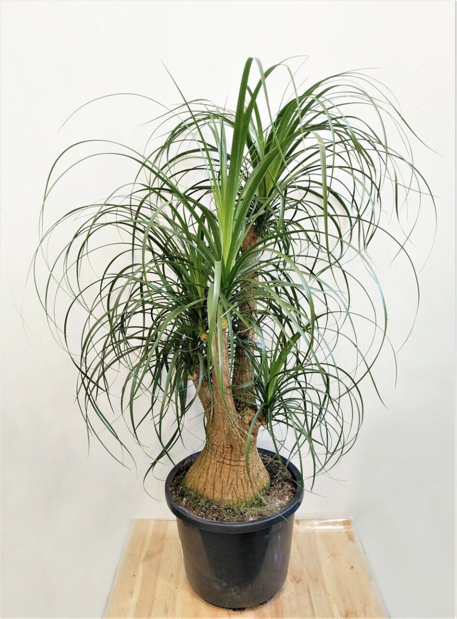 Нолина тонкая