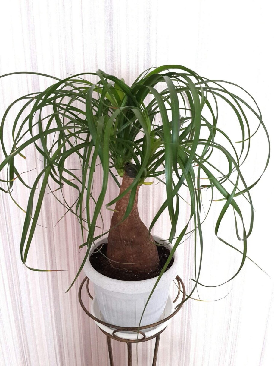 Нолина штамбовая