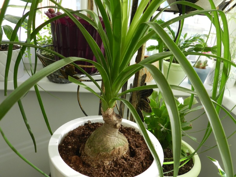 Нолина длиннолистная