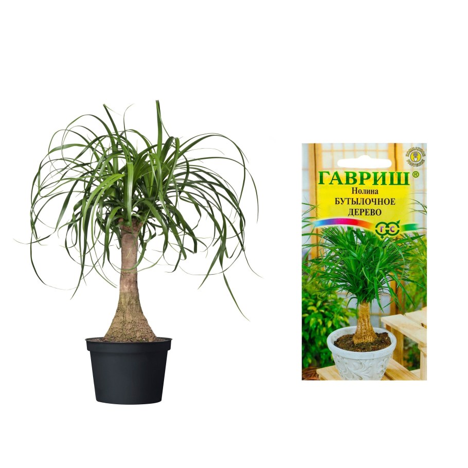 Бутылочное дерево строение и функции