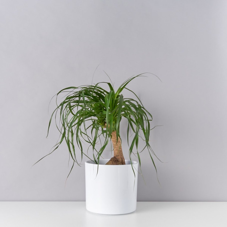 Нолина комнатный цветок