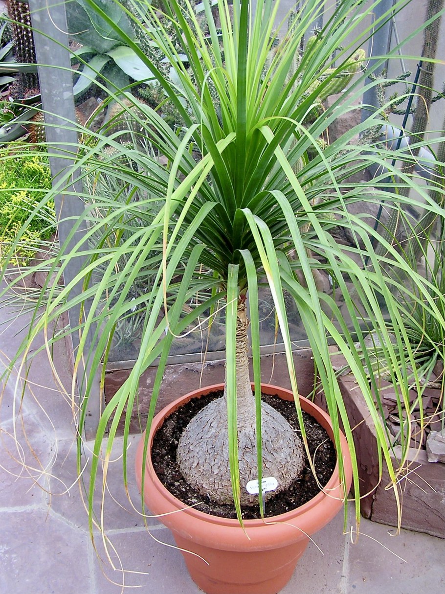 Нолина Гавриш