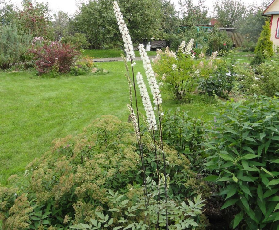 Клопогон брюнет