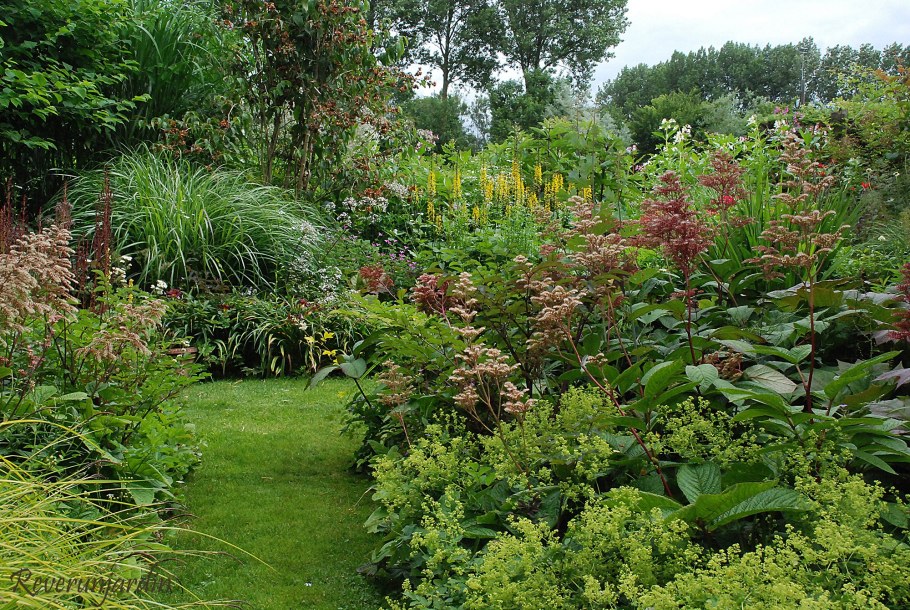 Папоротник роджерсия миксбордер