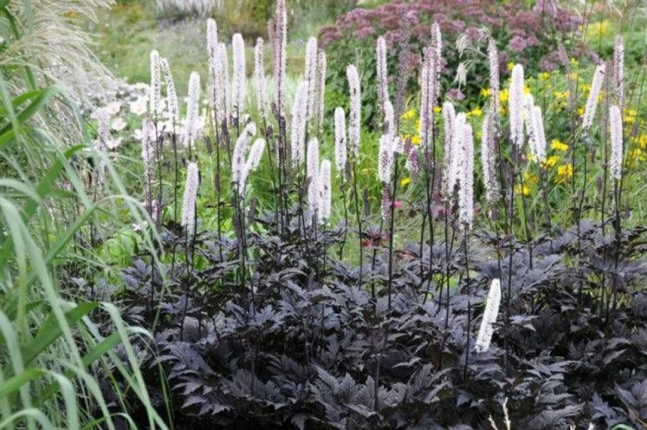 Клопогон ветвистый Атропурпуреа