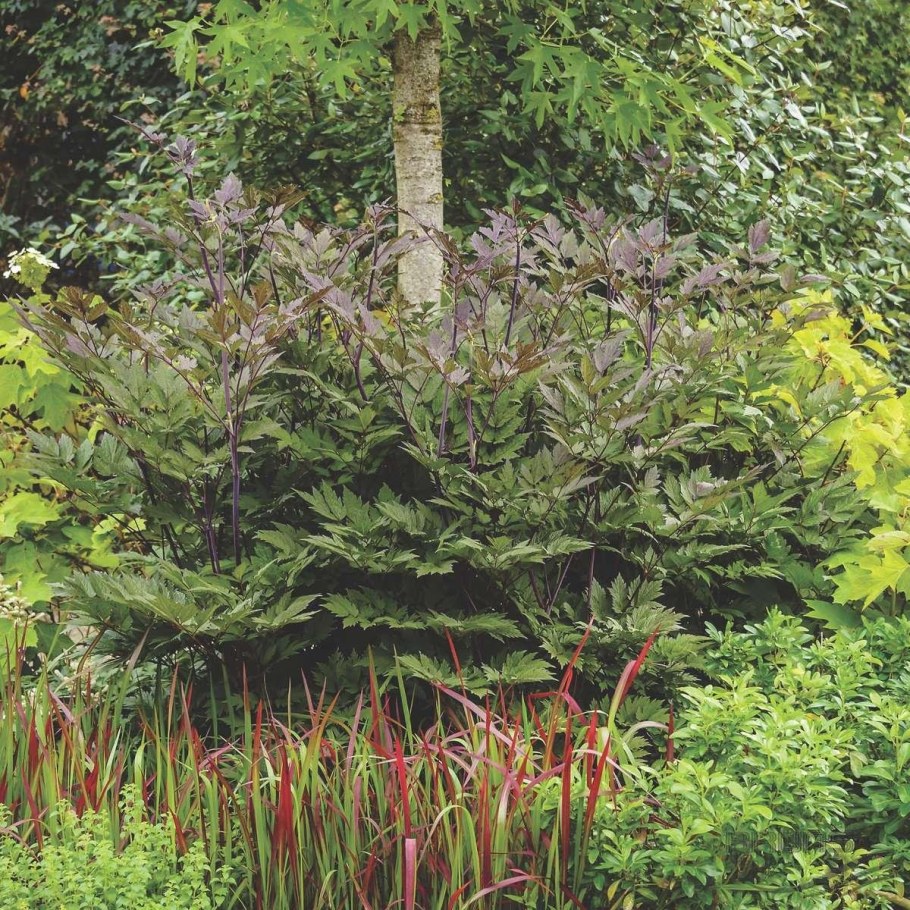 Клопогон Цимицифуга