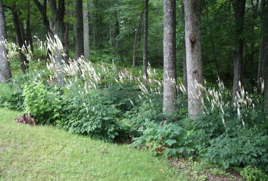 Клопогон Цимицифуга