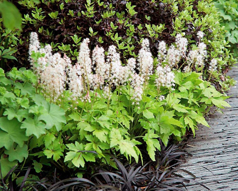 Тиарелла сердцелистная