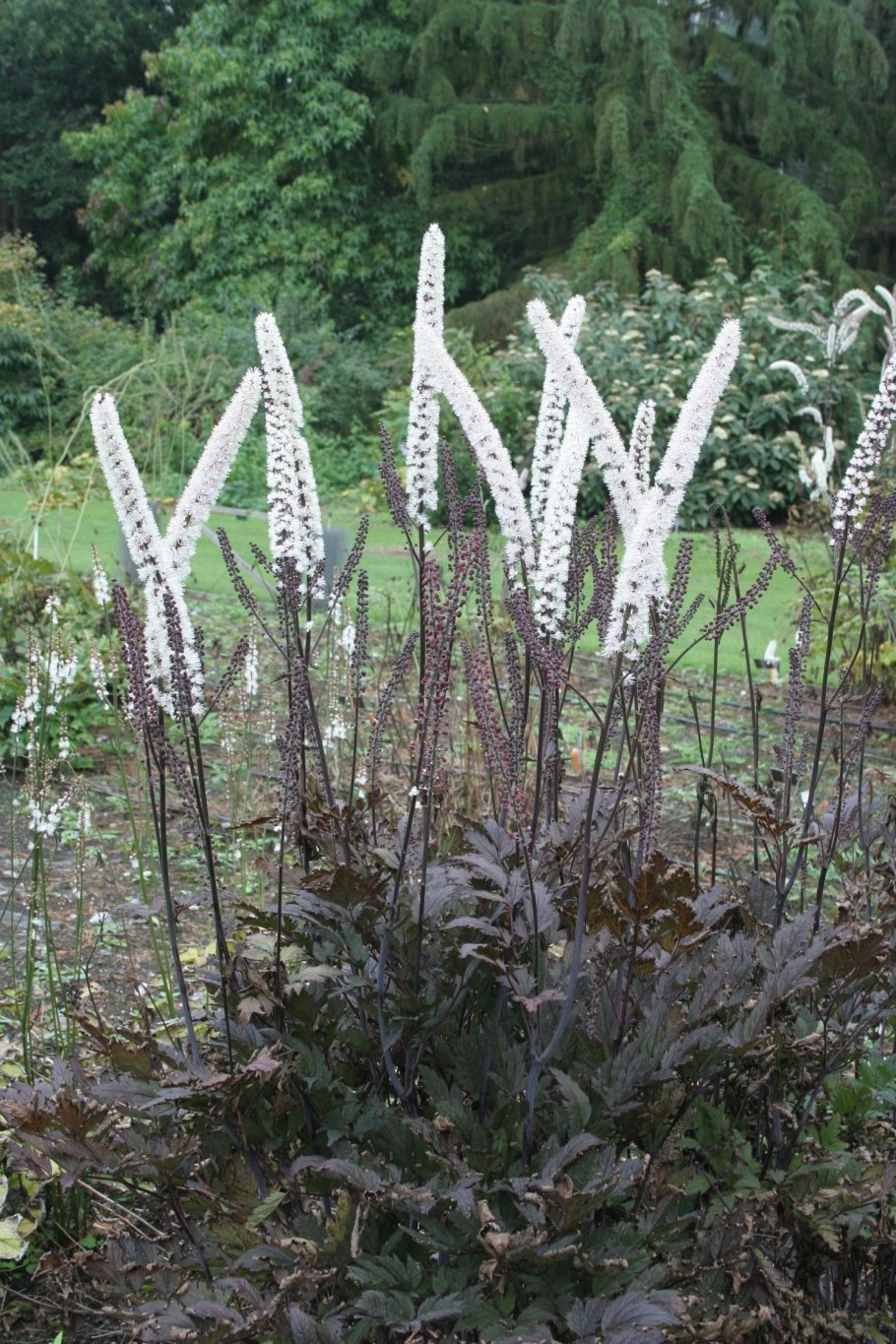 Клопогон Атропурпуреа