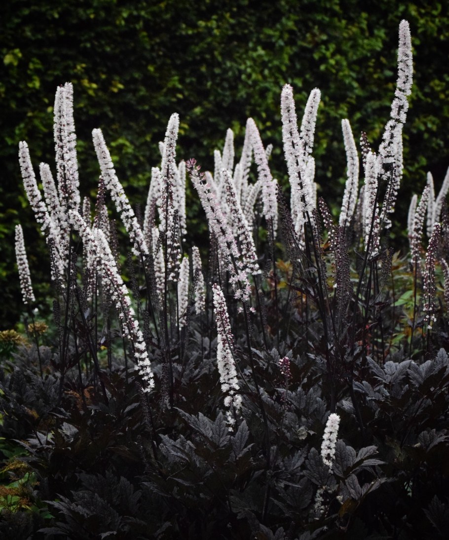 Клопогон кистевидный Атропурпуреа