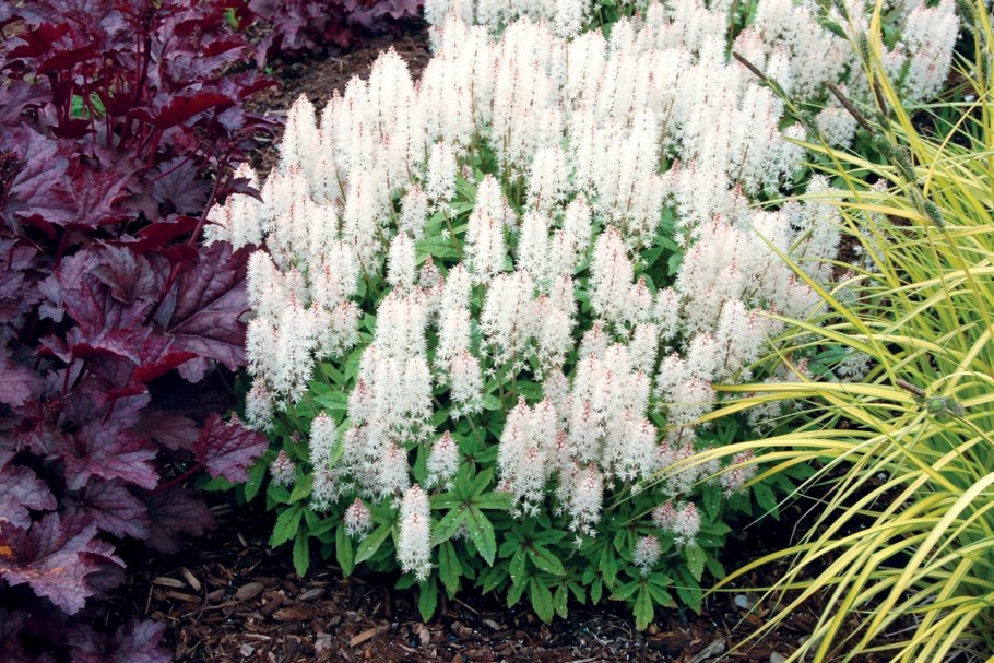 Тиарелла спринг симфония