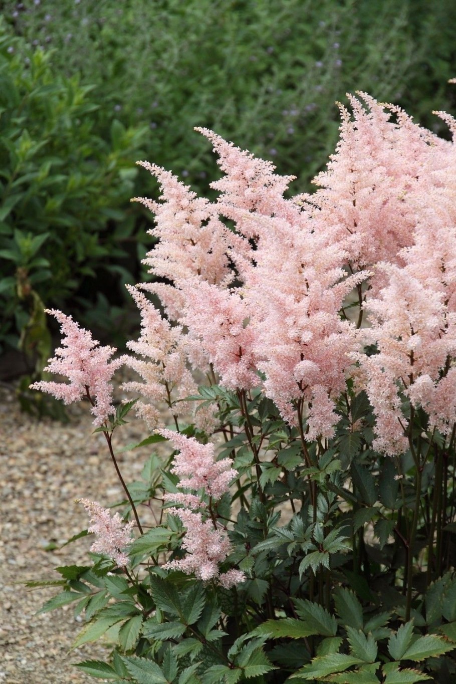 Астильба Пич блоссом