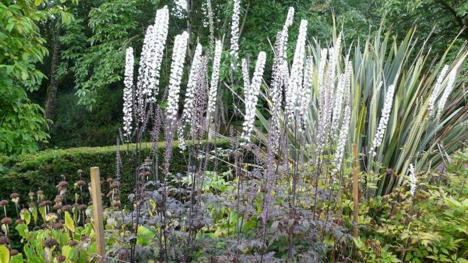 Клопогон Цимицифуга