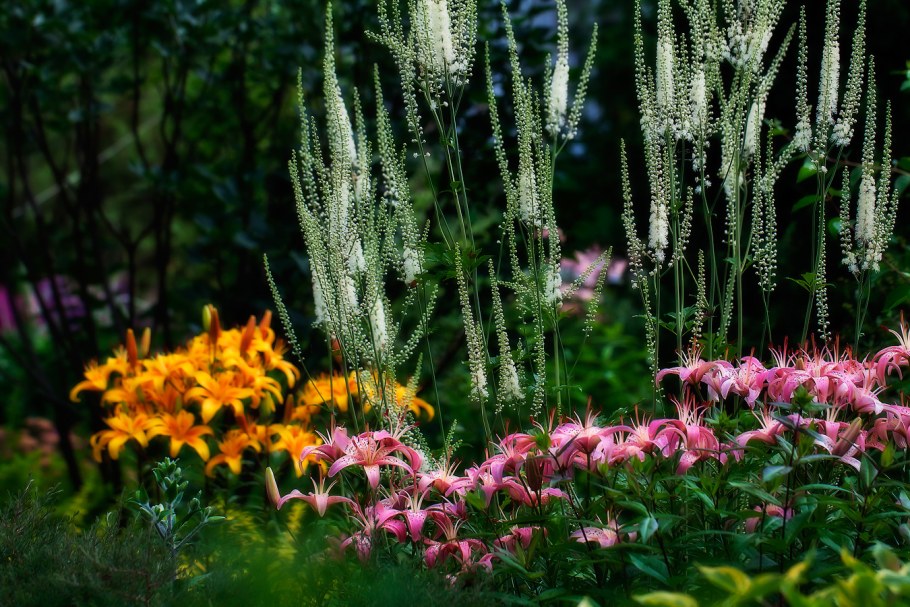 Клопогон кистевидный Атропурпуреа