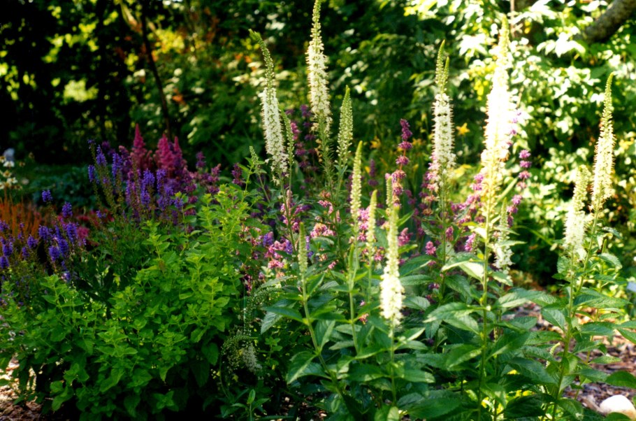 Цимицифуга растение