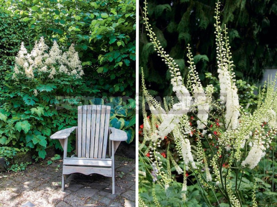 Клопогон Цимицифуга