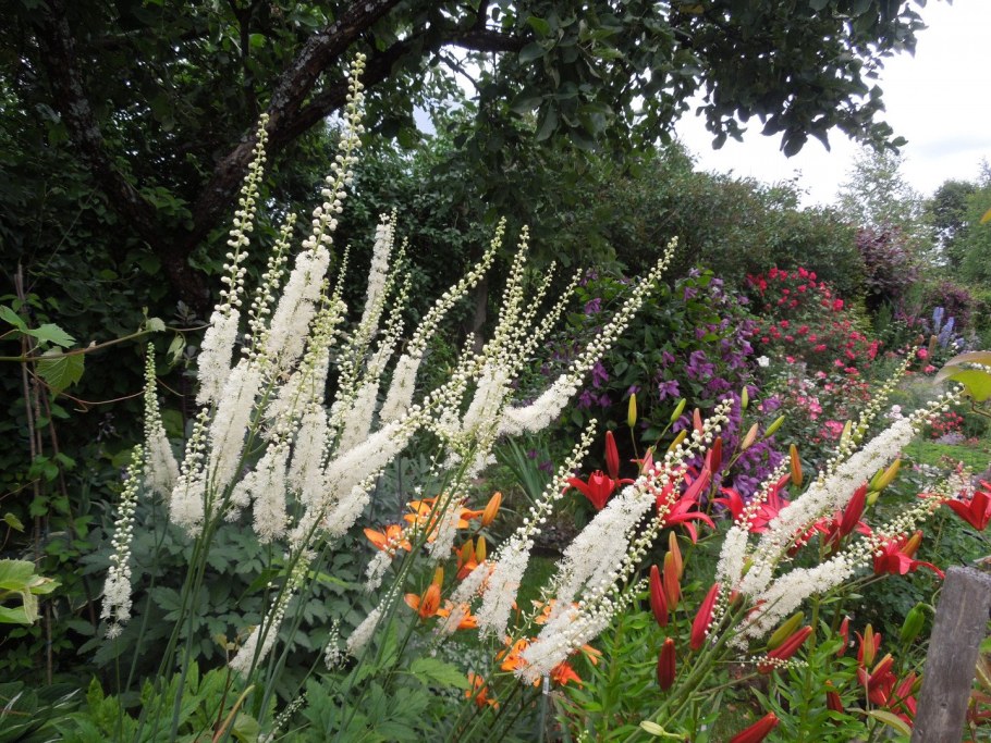 Клопогон Цимицифуга