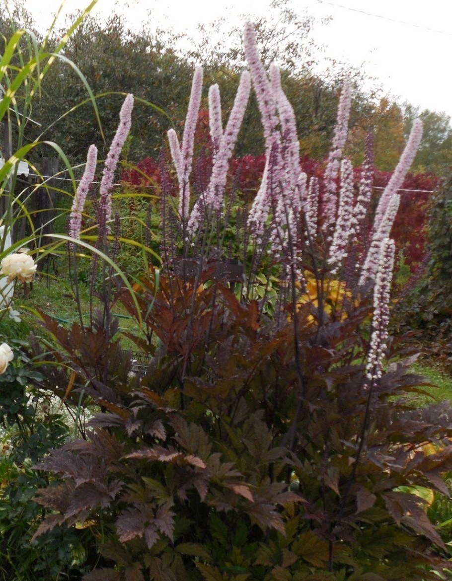 Клопогон ветвистый Атропурпуреа