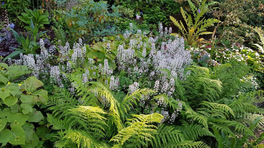 Тиарелла "Spring Symphony"р9