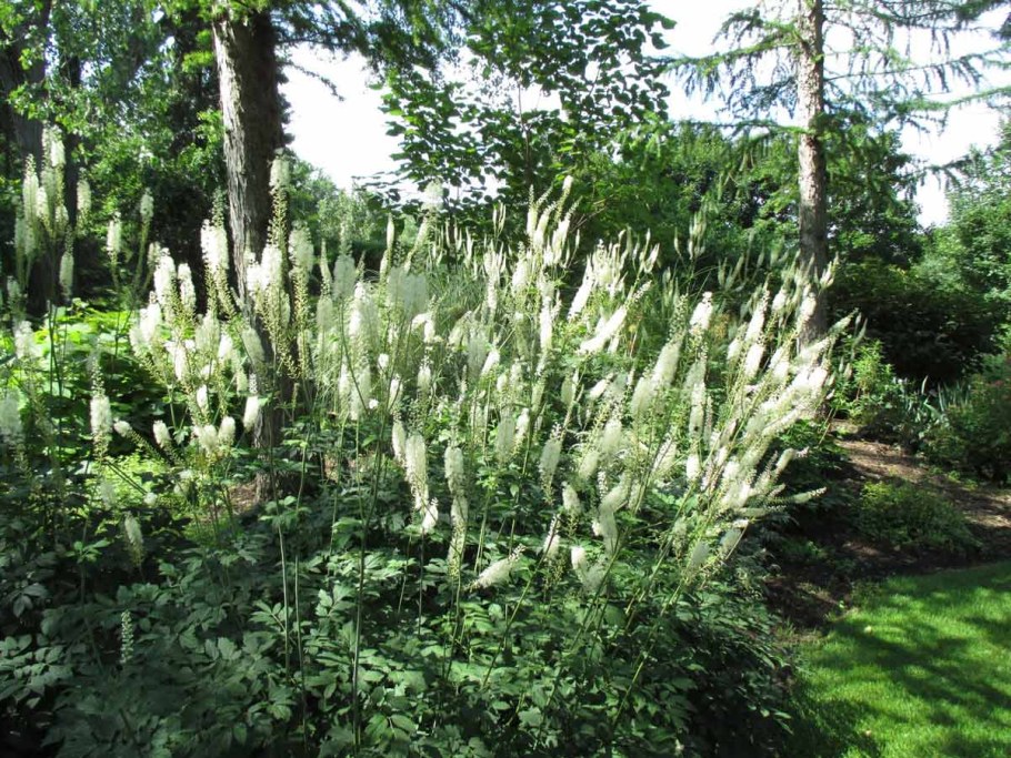 Клопогон (Cimicifuga